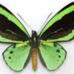 Meet your Posher, Rhonda